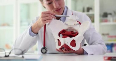 Klinikte kalça ekleminin anatomisinin doktor modeli. Pelvik kemiklerdeki ağrı teşhis ve tedaviye neden olur.
