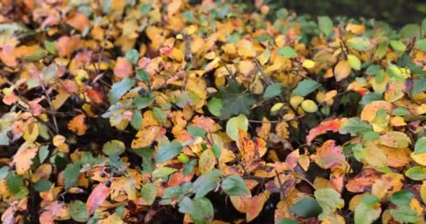 Acoperiș Fructe Padure Conceptul Toamnă Ziua Noiembrie Grădină — Videoclip de stoc