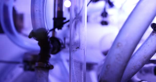 Glass Test Tube Crawling Ant Laboratory Ant Life Behavior Study — Stock Video