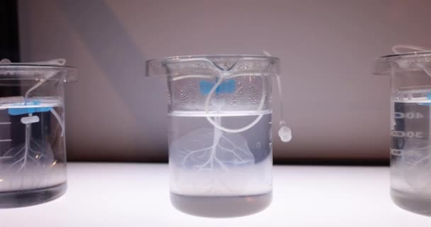 在研究实验室的溶液中 玻璃中的透明叶子 实验室人工器官的发展 — 图库视频影像