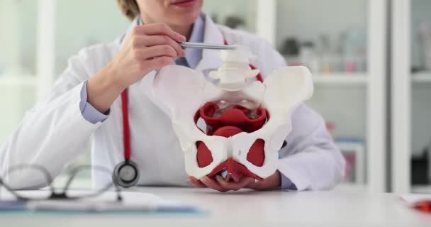 Ginekolog Pokazuje Położenie Żeńskiej Miednicy Mięśni Modelu Anatomicznym Klinice Złamanie — Wideo stockowe