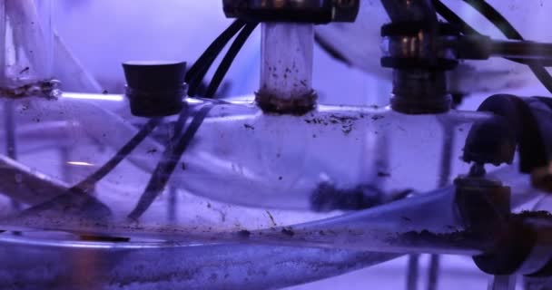 透明な箱のガラス管に沿ってクロールします 実験室におけるアリの生活に関する研究 — ストック動画