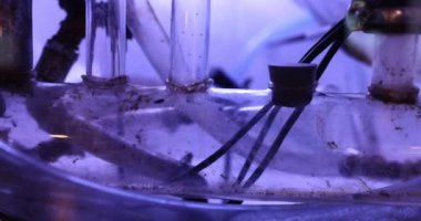 Plastik tüpte sürünen böceklerle sıvı akışı için eski deneysel düzenek. Özel klinikte kimyasal maddeler üzerinde ağır çekimde laboratuvar araştırması