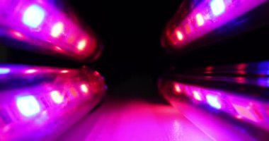 Sonbahar mevsiminde bahçe yetiştirmek için LED lambaları. Serada Phytolamps