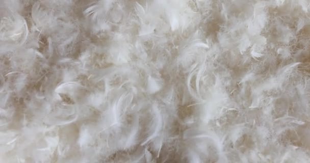 Beautiful Abstract Gray White Feathers White Background Soft Feather Texture — Stock Video