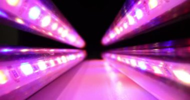 Tam spektrumlu LED phytolamp. Evde büyüyen, fidanlar ve büyüyen bitkiler için. Bitkiler için LEDler ve ışık kaynakları