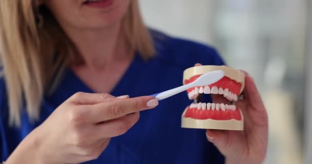 Dentistul Curăță Modelul Maxilarului Albire Dinților Periuță Dinți Igiena Sănătatea — Videoclip de stoc