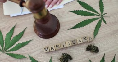 Yargı tokmağı elinde yargıç ve marihuana yaprakları büyüyen tıbbi uyuşturucu bitkisi. Marihuana mevzuatının yetiştirilmesi ve satışının yasallaştırılması