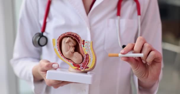 Dokter Verloskundige Gynaecoloog Met Anatomisch Model Van Uterus Foetus Sigaret — Stockvideo