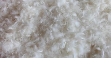 White swan feather down for pillow filling closeup 4k movie. Eco friendly material concept