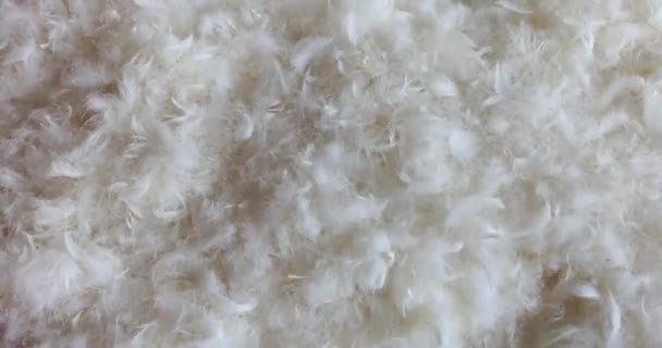 White Swan Feather Pillow Filling Closeup Movie Eco Friendly Material — Stock Video