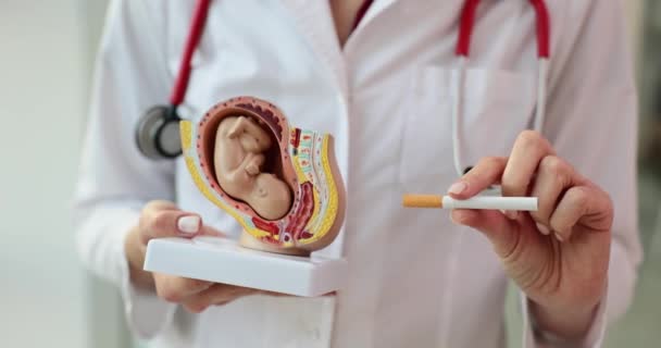 ガインコロジストは 子供の胚のモデルの前にタバコを保持しています 喫煙と妊娠について — ストック動画