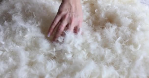 女人在清洁羽毛和枕头之前 用手梳理一下 没有过敏的健康睡眠 — 图库视频影像