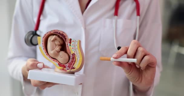 Läkaren Håller Cigarett Och Simulerad Livmoder Varning Skadliga Effekter Rökning — Stockvideo