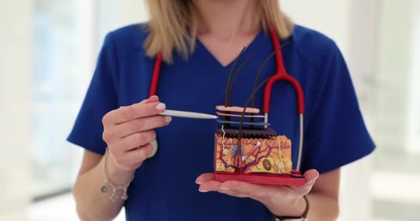 Kobieta Lekarz Posiada Anatomiczny Model Mieszków Włosowych Współczesnym Biurze Kobieta — Wideo stockowe