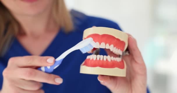Doctor Demonstrates Process Brushing Teeth Toothbrush Using Model Human Jaws — Stock Video