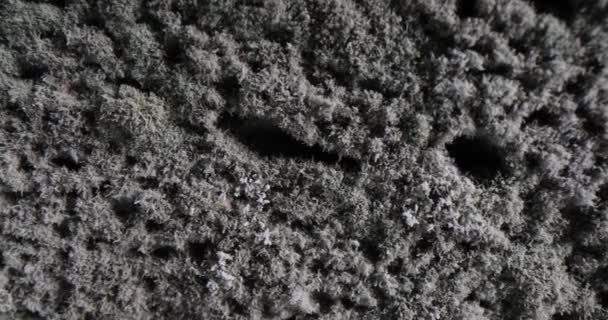 Lumea Mucegaiului Creșterea Drojdiei Mucegaiului Pâine Macro Organisme Fungice — Videoclip de stoc