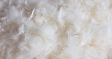 Beyaz ince ördek tüyü konsepti. Arkaplan ve doku