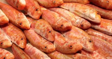 Buzda taze kırmızı kefal balığı. Deniz ürünleri pazarı ve taze deniz ürünleri.