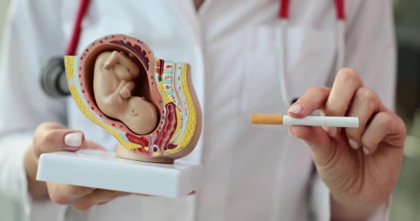 女性医師はタバコを保持し 妊娠中の喫煙の有害な影響について子宮警告をシミュレートしました 病院の専門家との相談 — ストック動画