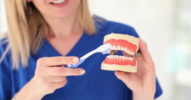 Dentista Dimostra Tecnica Pulizia Dei Denti Utilizzando Spazzolino Denti Mascella — Video Stock