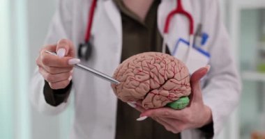 Nörolog klinikte insan beyni modeli gösteriyor. Kadın doktor, hastane bölümündeki eğitici modelin hasarlı kısmını gösteriyor. Tıbbi bakım