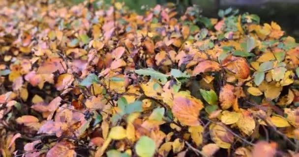 黄色い葉は秋の終わりにヘッジにしがみついています 秋のヘッジブッシュ — ストック動画