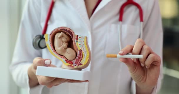 Schaden Durch Rauchen Und Schwangerschaft Und Zigarette Den Händen Des — Stockvideo