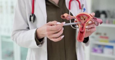 Jinekolog elinde rahmin anatomik modelini gösteriyor. Kadın üreme organlarının yapısı ve jinekolojik hastalıkların tedavisi