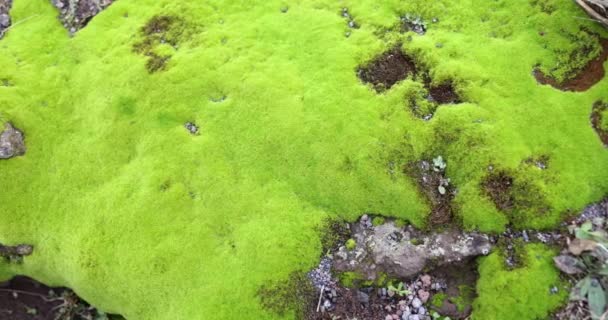 美丽的绿色苔藓生长在森林或火山口的粗糙岩石和地面上 自然界中的苔藓岩石 — 图库视频影像