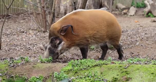 赤い川豚ポテモコレラスポルカスとブッシュ豚 豚は嗅覚が鋭く 地下で食べ物を見つけることができる — ストック動画