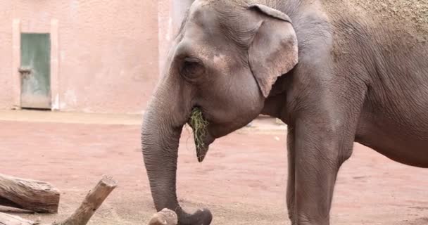 大象在动物园里吃草 动物园的大象喂食干草和绿草 — 图库视频影像