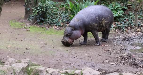 大河马在动物园吃草 来自河马科的大型陆生动物仙人掌哺乳动物 — 图库视频影像