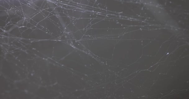 Webflattern Windnahaufnahme Weiße Spinnweben Auf Grauem Hintergrund — Stockvideo