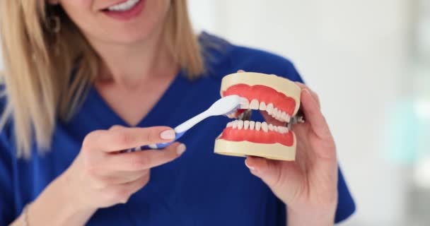 Primer Plano Las Manos Del Dentista Mandíbula Artificial Que Muestra — Vídeos de Stock