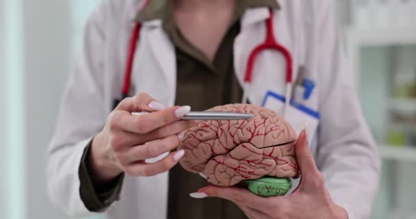 Lekarz Trzymający Sztuczny Model Ludzkiego Mózgu Struktura Ludzkiego Mózgu — Wideo stockowe