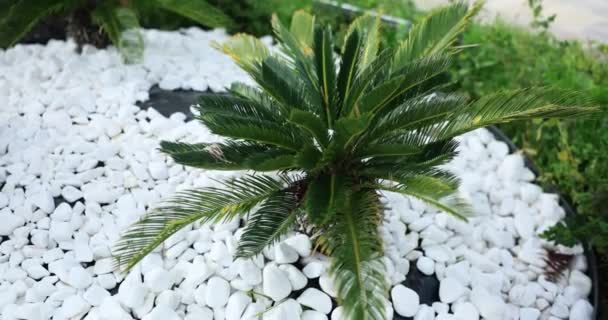 Sago Palm Familjen Cycadaceae Och Vita Stenar Blomkruka Liten Sago — Stockvideo