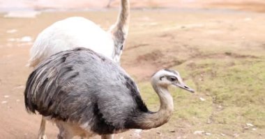 Darwin Rhea Pterocnemia pennata gri ve beyaz hayvanat bahçesi. Rhea büyük Amerikan devekuşu.