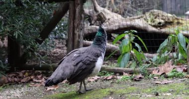 Güneşli bir günde park yerinde duran tavus kuşu ya da gri kuşun yakınlaşması. Gri tavus kuşu sülünü hayvanat bahçesinde