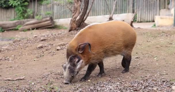 Rotes Flussschwein Potamochoerus Porcus Und Buschschwein Pinselohren Flussschwein Wandert Zookonzept — Stockvideo