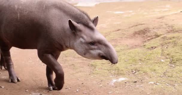 Tapir Sudamericano Caminando Por Parque Joven Tapir Sudamericano Con Manchas — Vídeo de stock