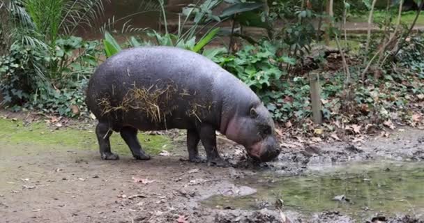 One Hippopotamus Hippo Feeding Grazing Zoo Hippos Zoo Eating — Stock Video