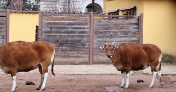 意大利自然保护区内的班藤科物种 Banteng或Javan公牛 — 图库视频影像