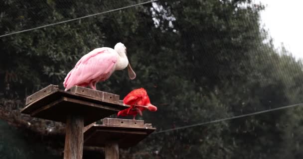 Röd Ibis Och Spatel Ett Naturreservat Italien Scarlet Ibis Och — Stockvideo