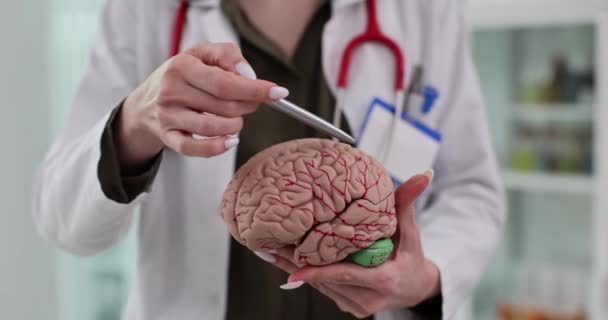 Женщина Врач Указывает Модель Человеческого Мозга Ручкой Клинике Невролог Демонстрирует — стоковое видео