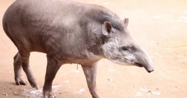 Sakin Tapir, çitlerle çevrili hayvanat bahçesinde yürüyor. Antik hayvan ve gözlem ortamı güvenli mesafeden yavaş çekim