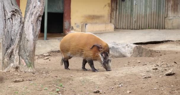 멧돼지는 울타리와 보호구역에서 지상으로 걸어갑니다 구역에서 동물의 관광지 슬로우 모션에서 — 비디오