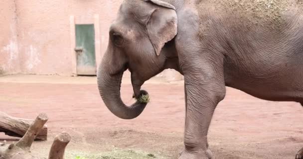 饥饿的大象吃植物 以避免饥饿在自然保护区与安全的栅栏 游览的地方和在动物园呆的时间 大型动物物种慢动作 — 图库视频影像