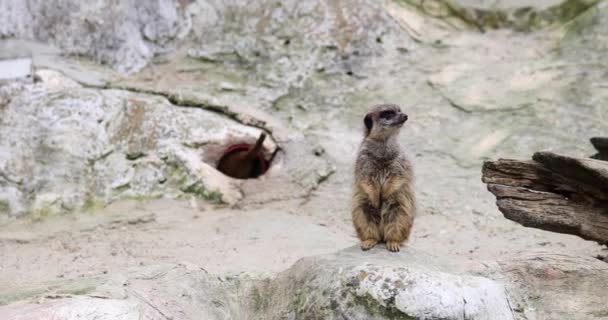 Engraçado Meerkat Senta Ambiente Observação Rocha Contra Meerkat Buraco Zoológico — Vídeo de Stock