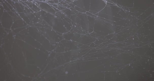 Spinnennetz Auf Dunklem Hintergrund Des Zimmers Einem Verlassenen Haus Gewebe — Stockvideo